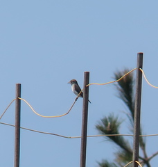 Muscicapa dauurica