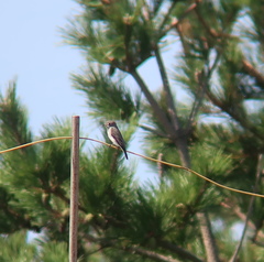 Muscicapa dauurica