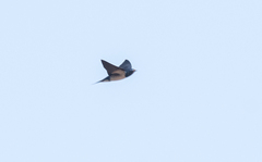 Hirundo lucida