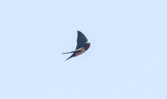 Hirundo lucida