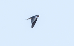 Hirundo lucida
