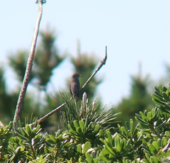 Muscicapa dauurica