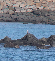 Phalacrocorax capillatus