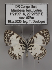 Tuxentius margaritaceus