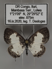 Tuxentius margaritaceus