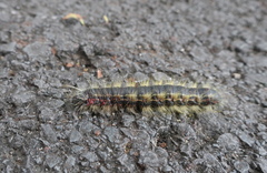 Phalera flavescens