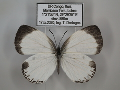 Oboronia ornata vestalis