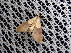 Agrotera nemoralis