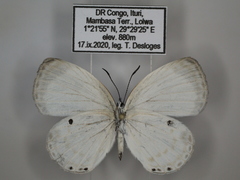 Oboronia ornata vestalis