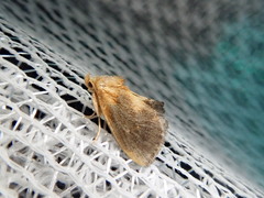 Microleon longipalpis