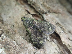 Trichotophysa jucundalis