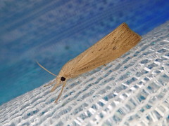 Chilo niponella