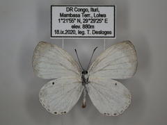 Oboronia ornata vestalis