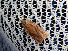 Archips oporana