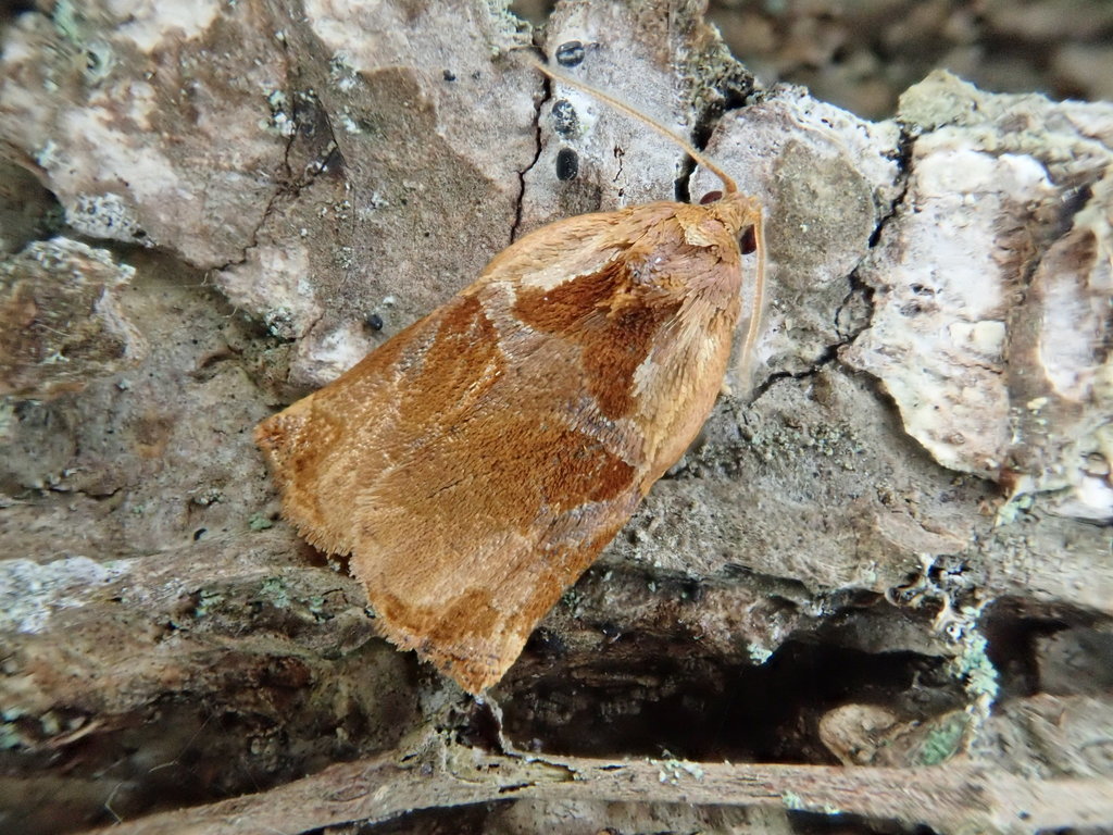 Archips capsigerana