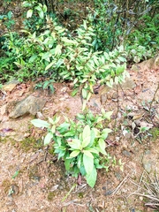 Maesa japonica