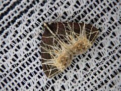 Evecliptopera illitata