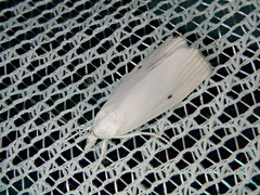 Calamotropha paludella