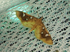 Cotachena alysoni