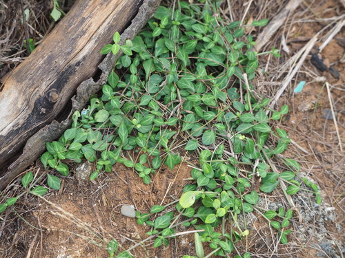 Lepidagathis inaequalis iNat (2)