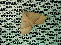 Gonepatica opalina
