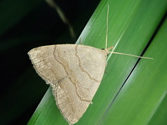 Zanclognatha fumosa