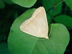 Simplicia xanthoma