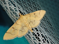 Patania chlorophanta