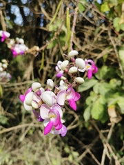 Ramirezella