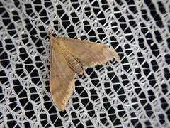 Circobotys nycterina