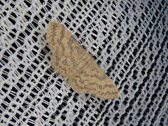 Idaea auricruda
