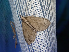 Lobophorodes obscuraria