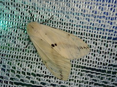Spilarctia seriatopunctata