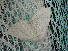 Lomographa subspersata