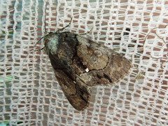 Chytonix albonotata