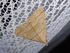 Herminia arenosa