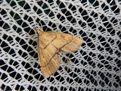 Acropentias aureus