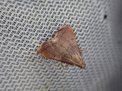 Endotricha olivacealis