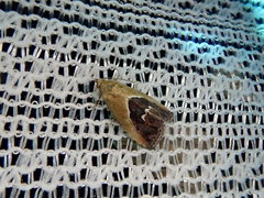 Maliattha chalcogramma