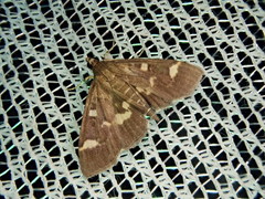 Herpetogramma luctuosalis