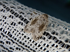 Aemene obscura