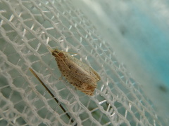 Neoanathamna nipponica