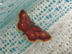 Idaea muricata