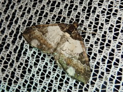 Melanthia procellata inquinata