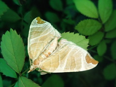 Eulithis ledereri