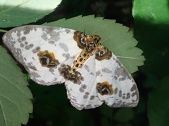 Abraxas miranda miranda