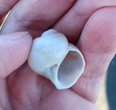 Notocochlis isabelleana