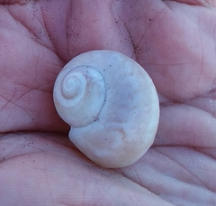 Notocochlis isabelleana