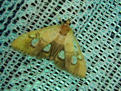 Nosophora semitritalis