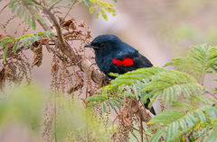 Campephaga phoenicea